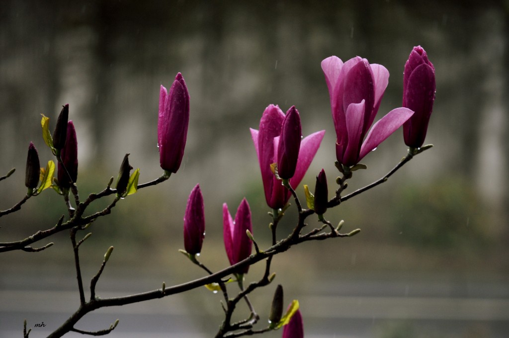 Magnolia 2016 (4)