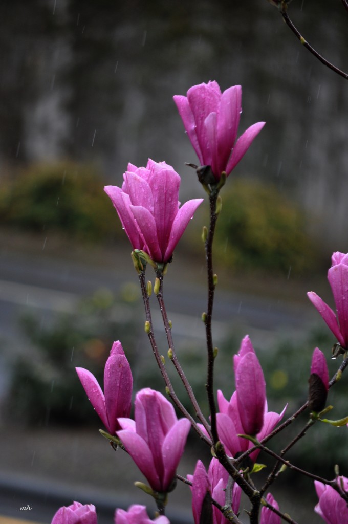 Magnolia 2016 (5)