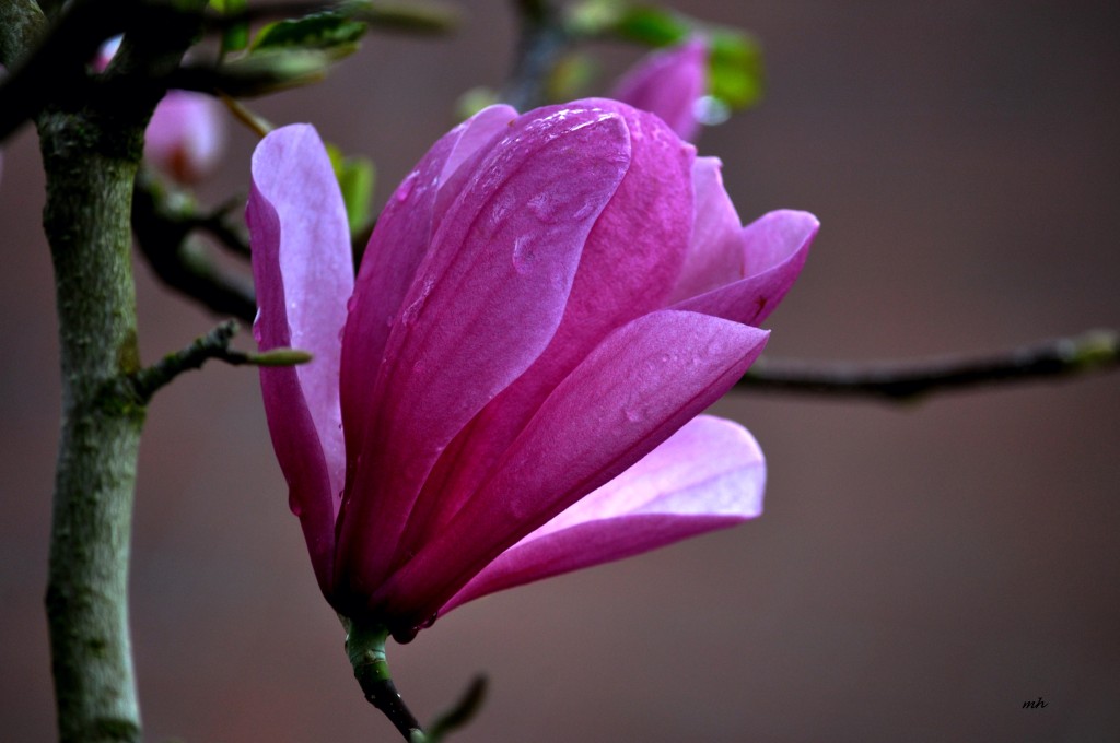 Magnolia 2016 (6)