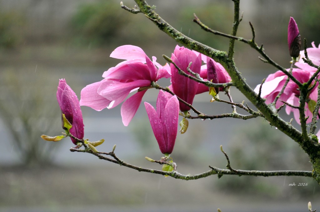 Magnolia 2016 (71)