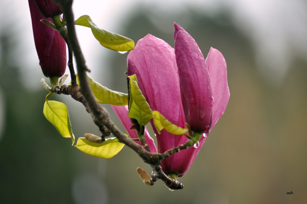 Magnolia 2016 (8)