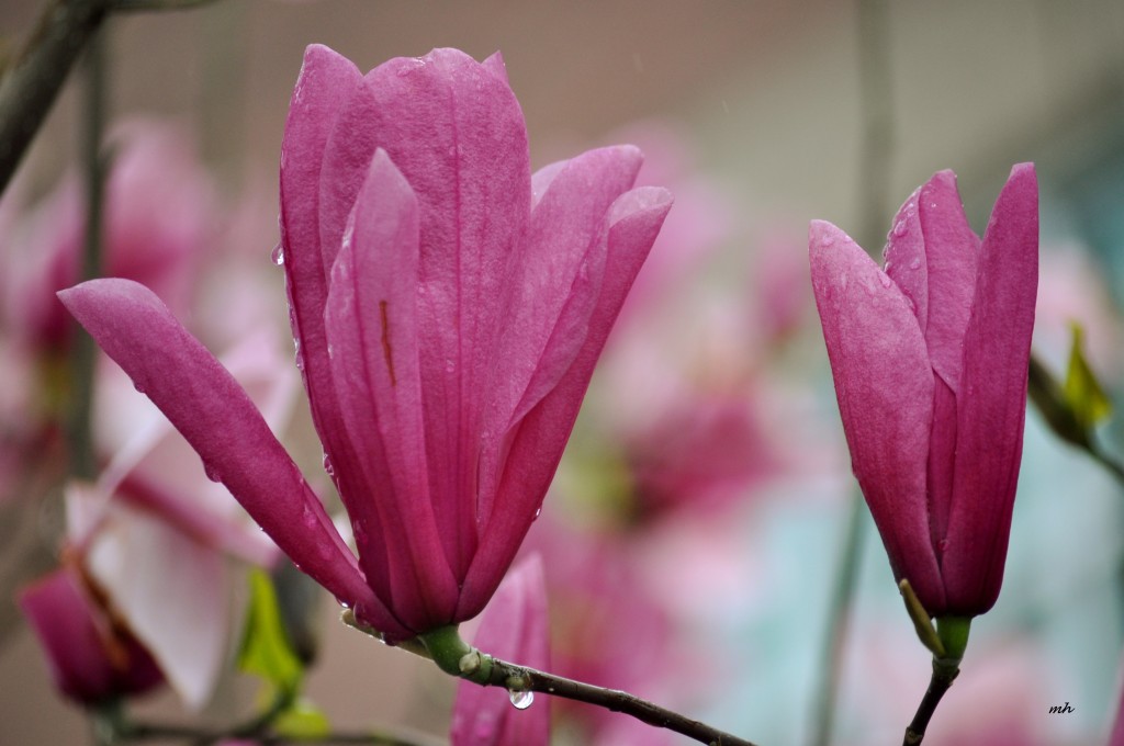 Magnolia 2016 (9)