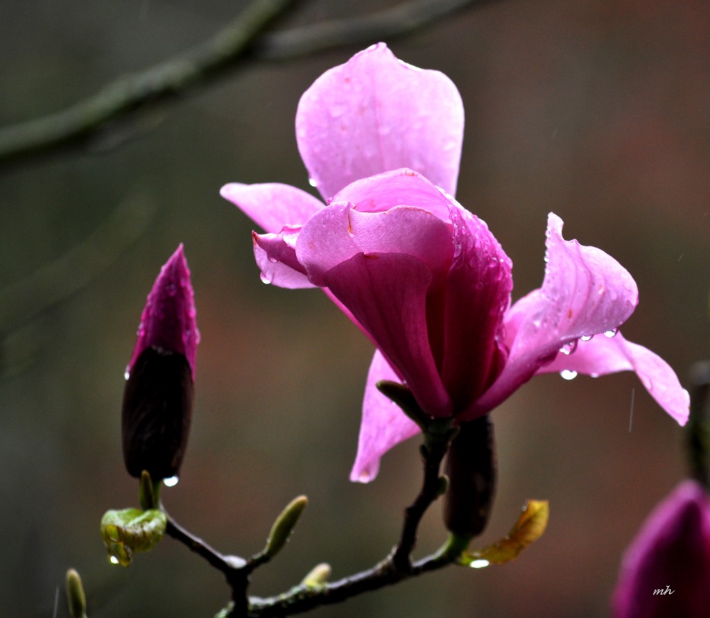 Ngoc Lan Tim (1)