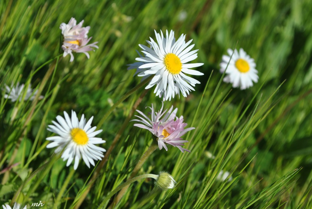 daisy-2014-24