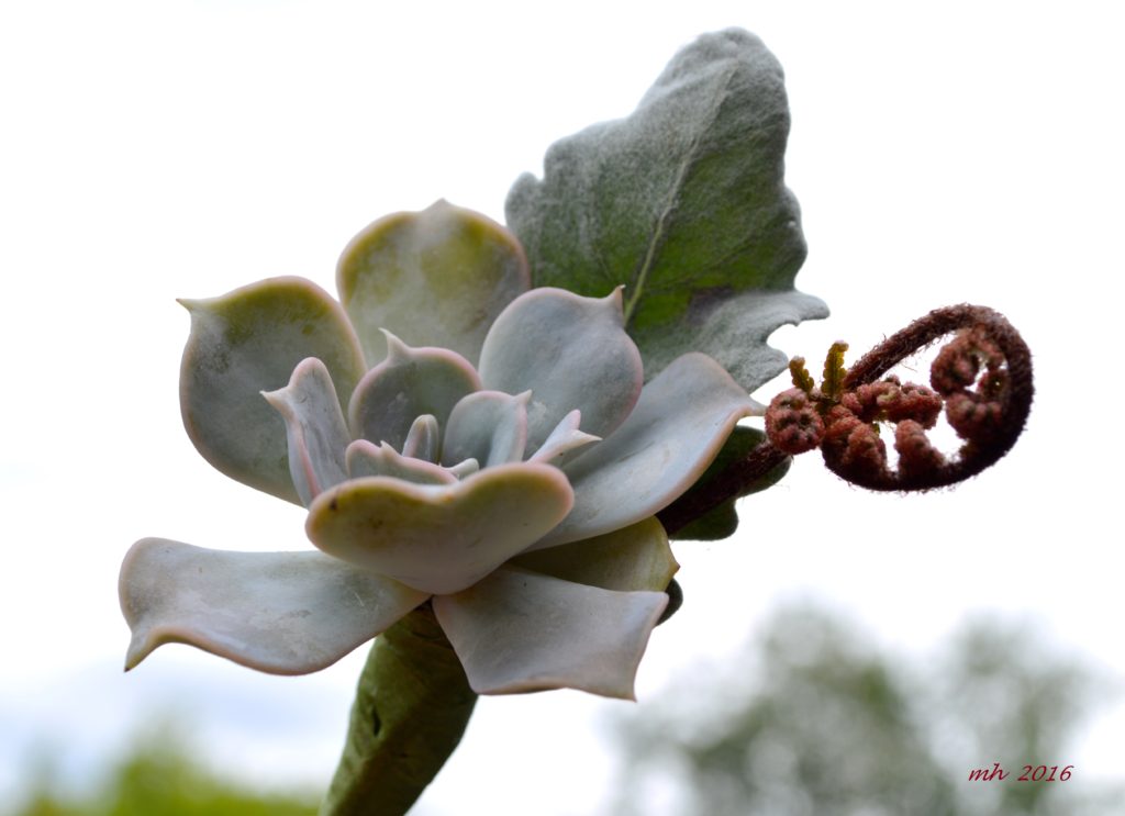 Succulent mint -1a