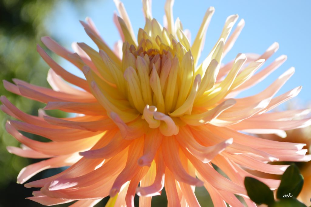 Dahlia 2016 -B-2