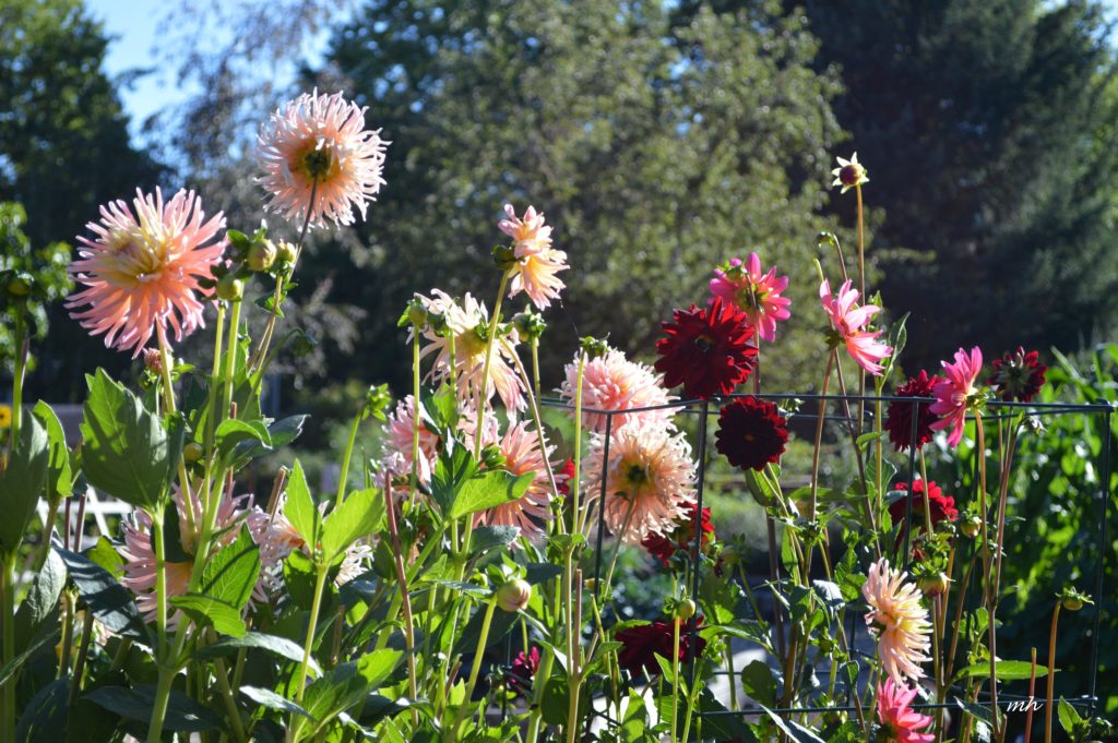 Dahlia 2016 -B-6