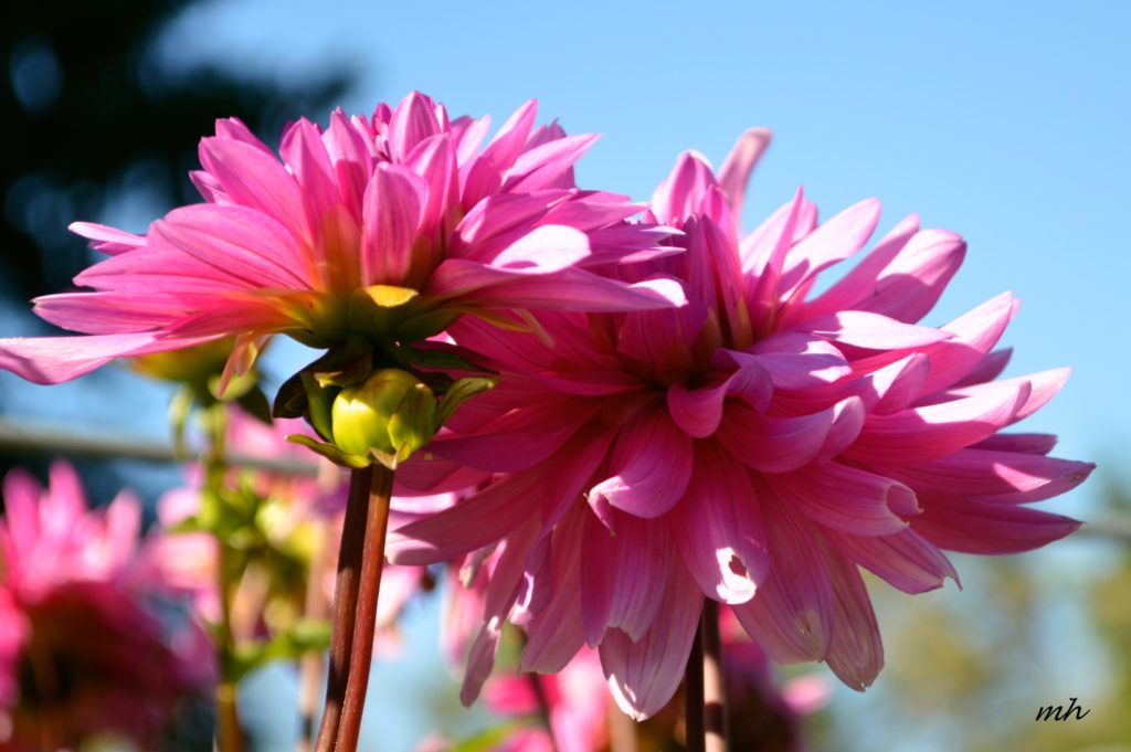 Dahlia 2016 -B-8
