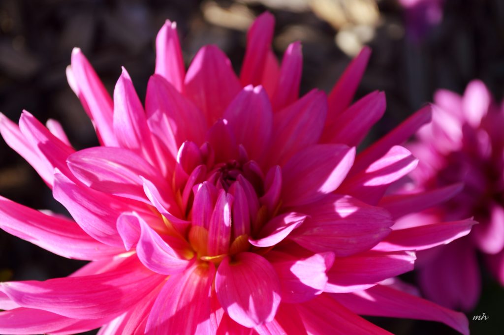 Dahlia 2016 -Bh (1)